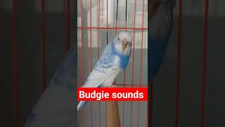 Parakeet soundbird sounds [upl. by Sato205]