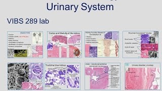 Medical School Histology Basics  Urinary System [upl. by Noguchi]