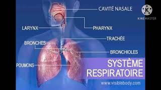 ملخص درس الجهاز التنفسي système respiratoire [upl. by Nalod]