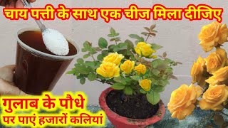 चाय पत्ती के साथ एक चीज मिला दीजिए और गुलाब के पौधे पर पाएं हजारों कलियां  Rose Plant not Flowering [upl. by Furlong471]