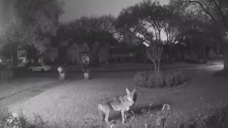 Pack of roaming coyotes kill family pet [upl. by Sew817]