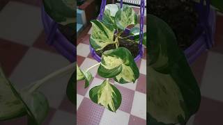 Different types of pothos with name pothos moneyplant shorts [upl. by Enomys]