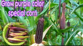 Grow Purple color special corn step by step from seeds to harvest [upl. by Nnaylloh]