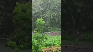 Heavy rain outside ☔️ ⛈️ 🌧 🌩 rain raineyday rainingday youtubeshorts [upl. by Opal]