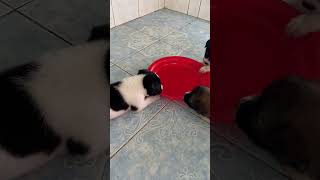 After drinking milk babies want to finish the tray more youtubeshorts pets trending [upl. by Lamb]