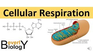 Cellular Respiration in detail [upl. by Nnylkoorb]