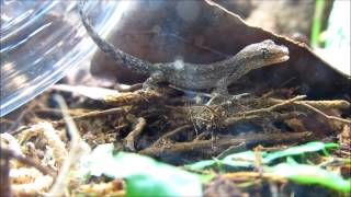 Juvenile Mourning Geckos being released into the Vivarium [upl. by Micco899]