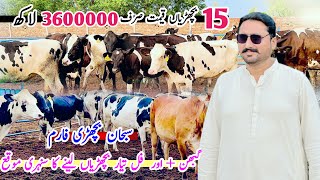 Subhan Dairy Farm  First Timer Pregnant Heifers  Full Tayar Heifers  Heifers For Sale In Punjab [upl. by Eioj]