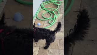 Willow the Scottie Dog Enjoys a Splashing Good Time by the Pool [upl. by Tiedeman]