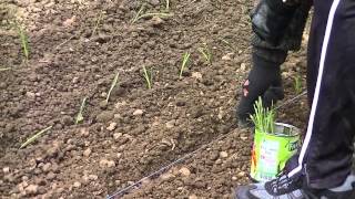 Comment piquer repiquer du poireau Technique de jardinage  étape 2 [upl. by Nadine]