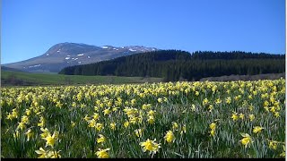 Jonquilles en Auvergne un moment de bonheur que nous offres la nature [upl. by Josephson]