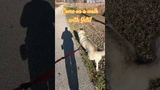 Walk with Yeti dogwalk doglover asmrwalking [upl. by Enniroc]