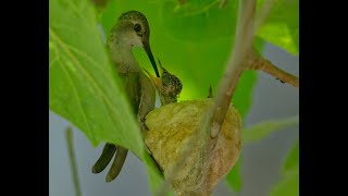 Blackchinned hummingbird chicks getting fed [upl. by Atikihc]