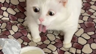 Cat Gags Smelling Sour Cream [upl. by Retloc]