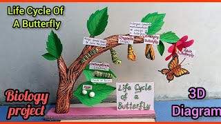 Life Cycle Of A Butterfly 3D model  life cycle of butterfly model project biologyproject [upl. by Naitsabas]