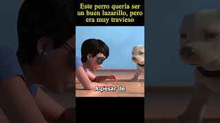 😭Este perro queria ser un buen lazarillo pero pelis moviemovie viral pelicula [upl. by Terrill967]