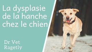 La dysplasie de la hanche chez le chien [upl. by Roby636]