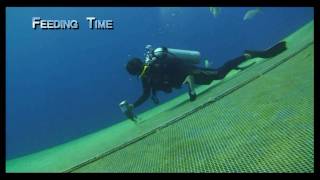 Scuba Research  Cobia Aquaculture Bahamas 200809 [upl. by Adnirual]