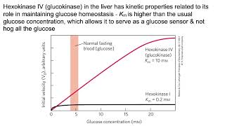 Glycolysis amp gluconeogenesis Intoodeep edition   For those who like details [upl. by Naillimixam]