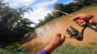 Umpan usus ayam disambar ikan mahal  ulu jelai kuala lipis wms263 [upl. by Hilbert]