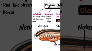 Phylum  Chordata Phylum  Chordata science sciencefacts विज्ञान [upl. by Austreng]