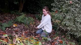 Ligularia tidy up in autumn  Burncoose Nurseries [upl. by Allenaj600]