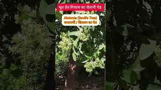 डरना मना है devils tree alstonia chitvan shorts [upl. by Sadoc153]