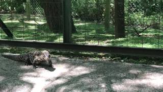 Salvator merianae Blackandwhite Tegu – lagarto overo o tegu blanquinegro Video 01 [upl. by Aleehs188]