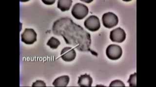 Neutrophil Phagocytosis  White Blood Cell Eats Staphylococcus Aureus Bacteria [upl. by Calore]