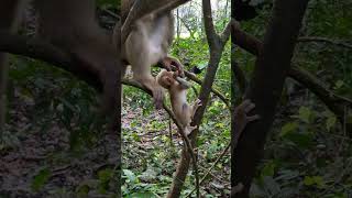 Wildlife cute little baby monkey with real mom care shorts [upl. by Mickelson429]