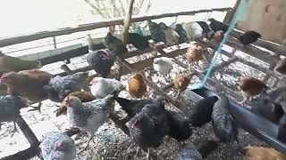 SASSO CHICKEN REARING IN KENYA SASSO CHICKEN FARMING FREE RANGE CHICKEN FARMING POULTRY FARMING [upl. by Elesig]