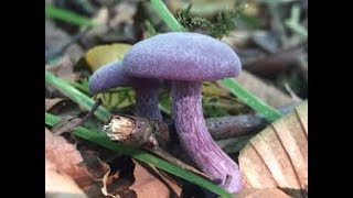 Amethyst Deceivers Laccaria amethystina Deceivers Laccaria Laccata Inocybe geophylla [upl. by Adnirak]