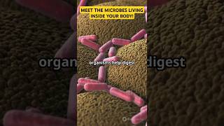 Microbes living inside you ✴️genious microbes shorts knowledge [upl. by Lipski]