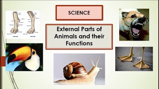 SCIENCE Q2W2 L2B External Parts of Animals and their Functions [upl. by Paresh]