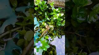 quotExploring Bacopa Caroliniana at the Aquarium Plant Farmquot aquaticplant aquarium [upl. by Radec]