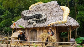 Dwarf Family handprocessed rice grains from harvested plants  Panicked To Meet Giant Pythons [upl. by Eniahpets]