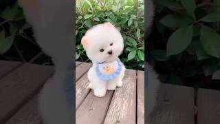 Pomeranian dog online order  Online dog keise kharide  Small dog breeds in India with price dog [upl. by Storm]