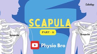 Scapula  Part II [upl. by Neehsar651]