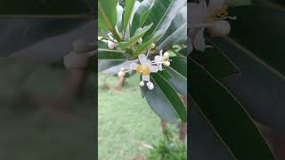 Flowers of Calophyllum inophyllum [upl. by Hemphill]