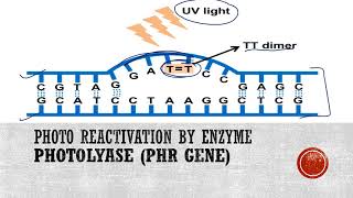 Photoreactivation or Light repair of DNA [upl. by Hatfield]