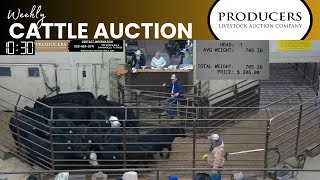 1182024  Producers Livestock Auction Company  Cattle Auction [upl. by Dorr]