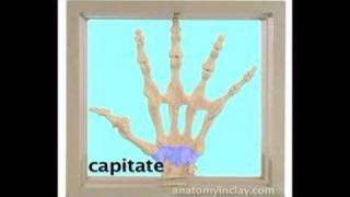 Skeletal Hand Anatomy Anatomy in Clay® Learning System [upl. by Siloam]