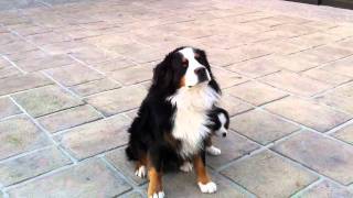 Cute bernese mountain dog and puppy [upl. by Hanford]