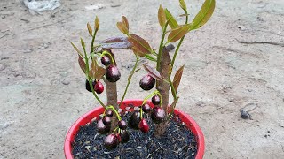 Technique For Grafting Java Plum Using Aloe Vera how to growing Java Plum tree tree Only 56 hours [upl. by Anma211]