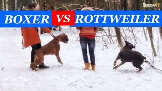 Rottweiler vs Boxer dog attack [upl. by Yrovi]