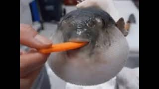 puff fish eating carrot meme [upl. by Latrina223]