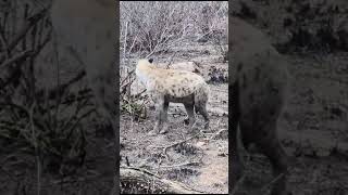 wildlifekruger national parkhyena looking for foodshortsvideosouth africa [upl. by Clarette188]