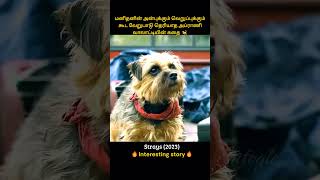 Man who has no love for his pet dog  அன்புக்காக ஏங்கும் அப்ராணி வாலாட்டி  Infogle [upl. by Mcnamee]