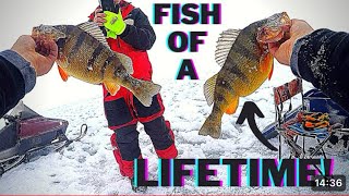 Ice Fishing Lake Cascade Idaho GIANT PERCH [upl. by Hertberg591]