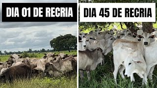 Recria das Bezerras Nas Águas  45 dias de Recria [upl. by Ayt]